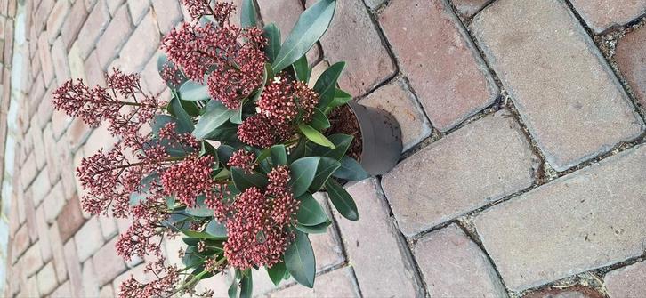 Skimmia, Tuin en Terras, Planten | Tuinplanten, Overige soorten, Ophalen
