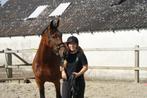 Trailerladen Paard/Pony, Ophalen of Verzenden, Nieuw