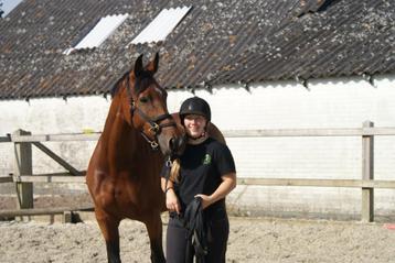 Trailerladen Paard/Pony beschikbaar voor biedingen