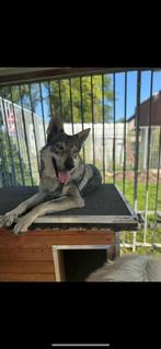 Wolfhond puppys, België, Particulier, 8 tot 15 weken, Teef