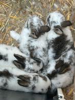 Baby konijntjes, Geslacht onbekend, Middelgroot, 0 tot 2 jaar