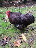 cochin kriel, Dieren en Toebehoren, Pluimvee, Mannelijk, Kip