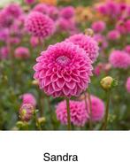 Dahlia knollen Sandra, Tuin en Terras, Bloembollen en Zaden, Ophalen of Verzenden