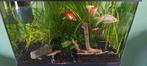 Compleet aquarium, Dieren en Toebehoren, Vissen | Aquaria en Toebehoren, Ophalen, Zo goed als nieuw, Gevuld zoetwateraquarium