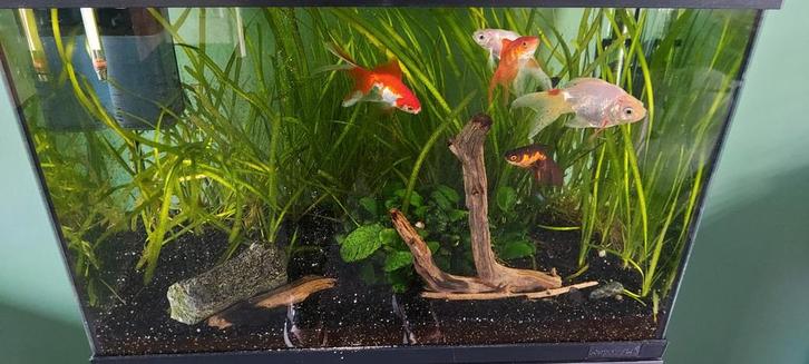 Compleet aquarium, Dieren en Toebehoren, Vissen | Aquaria en Toebehoren, Zo goed als nieuw, Gevuld zoetwateraquarium, Ophalen