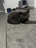Britse korte haar, Dieren en Toebehoren, Katten en Kittens | Raskatten | Korthaar, Poes