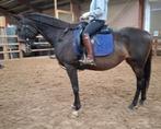 Brave 6 jr allrounder 1,60 m(recreatie-manege-sport), Dieren en Toebehoren, Paarden, Merrie, B, Gechipt, 3 tot 6 jaar