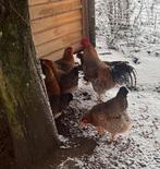 Broedeieren Bielefelder hennen van 2025 (groot ras), Dieren en Toebehoren, Pluimvee, Vrouwelijk, Kip