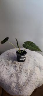 Alocasia Regal Shield baby, Overige soorten, In pot, Minder dan 100 cm, Groene kamerplant
