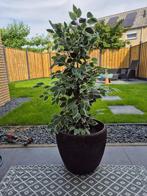 Gevlochten grote donkerbruine Plantenbak 45 cm., Gebruikt, Minder dan 60 cm, Rond, Ophalen of Verzenden