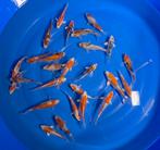 Tosai, Japanse Koi, diverse soorten, 26 stuks, Dieren en Toebehoren, Vissen | Vijvervissen, Karper of Koi