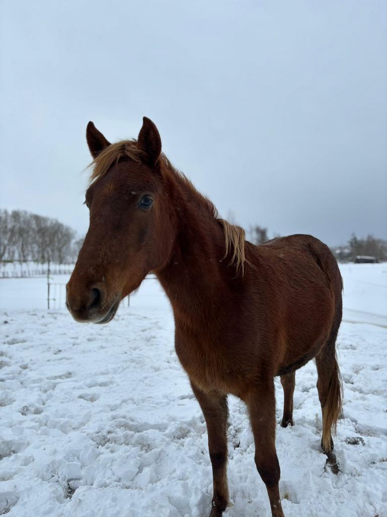 Stalling gezocht, Dieren en Toebehoren, Stalling en Weidegang