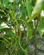 STEK KOMKOMMER Tatlı Biber Fidan Moestuin Volkstuin Tuin, Volle zon, Groenteplanten, Eenjarig, Ophalen of Verzenden