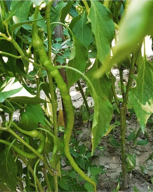 STEK KOMKOMMER Tatlı Biber Fidan Moestuin Volkstuin Tuin, Tuin en Terras, Planten | Tuinplanten, Eenjarig, Groenteplanten, Volle zon