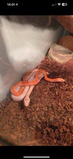 Pantherophis guttatus anery tessera stripe, Dieren en Toebehoren, Reptielen en Amfibieën, Slang, 0 tot 2 jaar