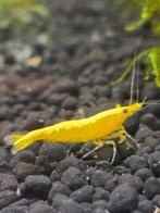 Yellow goldenback garnalen. Gele garnalen. Backstripe, Dieren en Toebehoren, Vissen | Aquariumvissen, Kreeft, Krab of Garnaal