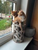 Schitterende kittens zijn op zoek naar jou, Meerdere dieren