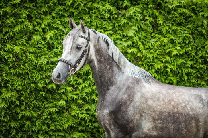 Lieve allround pony sport recreatie, Dieren en Toebehoren, Pony's, Ruin, B, D pony (1.37m tot 1.48m), 3 tot 6 jaar, Gechipt, Ontwormd