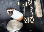 Jonge cavia zeugjes, Mei, Vrouwelijk, Cavia