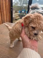 Maltipoo pup (s) teefje, Dieren en Toebehoren, Honden | Chihuahua's en Gezelschapshonden, België, Particulier, Overige rassen
