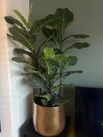 Kunstplant Ficus met Gouden Pot, Huis en Inrichting, Kamerplanten, Ophalen, Ficus, Halfschaduw, In pot