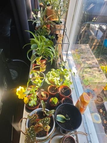 Diverse stekken. Pilea, white Princess, Jade, lepel, lelies. beschikbaar voor biedingen