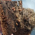 Isopods cubaris murina mandarin, Dieren en Toebehoren, Overige soorten