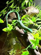 Gastropholis prasina trio 1.2, Dieren en Toebehoren, Reptielen en Amfibieën, Hagedis, Tam, 0 tot 2 jaar