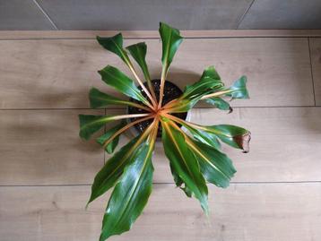Chlorophytum Filipendulum subsp. Amaniense 'fire flash' beschikbaar voor biedingen
