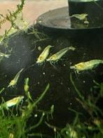 White Pearl Garnalen, aanbieding!, Kreeft, Krab of Garnaal, Zoetwatervis, Schoolvis