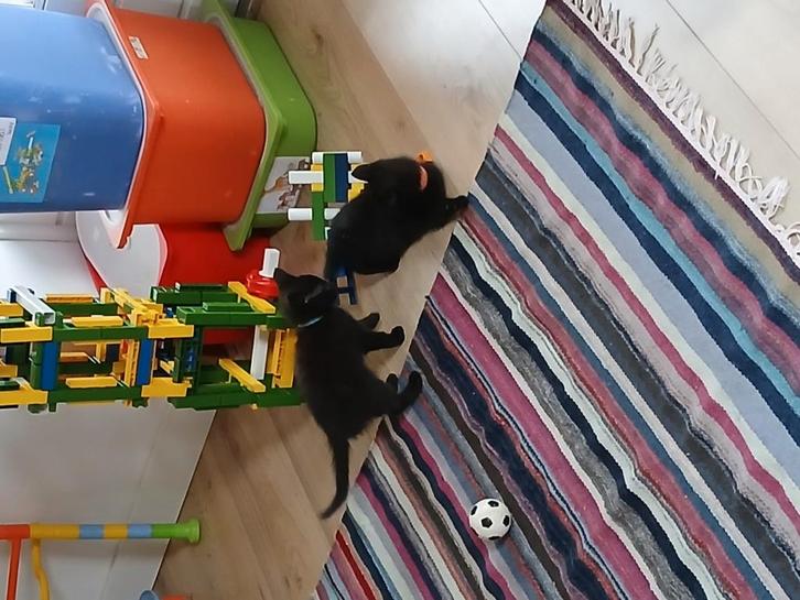 Kitten, Dieren en Toebehoren, Katten en Kittens | Overige Katten, Kater