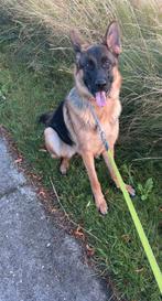 Lieve Duitse Herder (bijna 2 jaar), Dieren en Toebehoren, Honden | Herdershonden en Veedrijvers, 1 tot 2 jaar, Teef, Eén hond