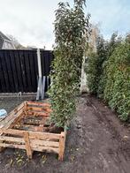 Portugese Laurier - Direct van de Kweker!, Tuin en Terras, Planten | Bomen, Bloeit niet, Overige soorten, 100 tot 250 cm, Ophalen