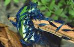 Blauwe garnalen ( neo caridina), Dieren en Toebehoren, Vissen | Aquariumvissen, Kreeft, Krab of Garnaal, Zoetwatervis
