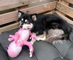 🩷 super lief pomsky teefje 🩷, Dieren en Toebehoren, Honden | Poolhonden, Keeshonden en Oertypen, CDV (hondenziekte), Teef, Eén hond