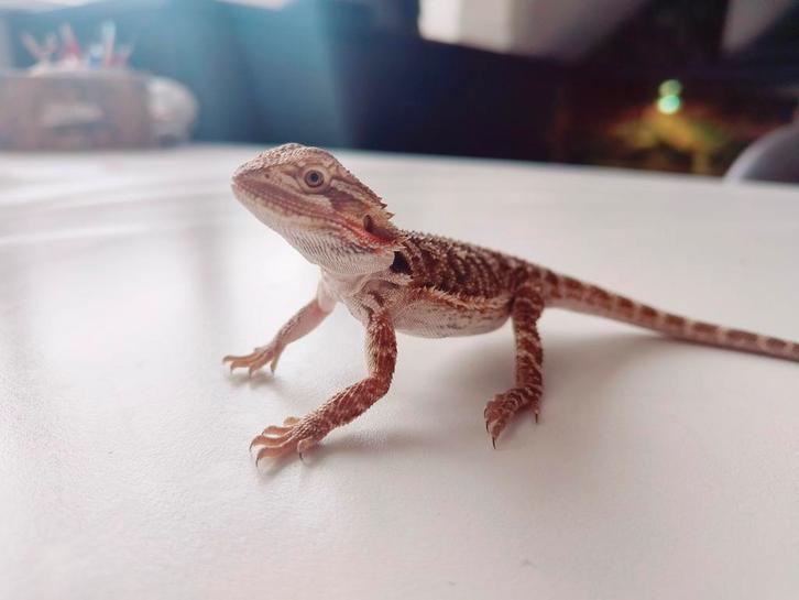 Jonge Baardagaam Man