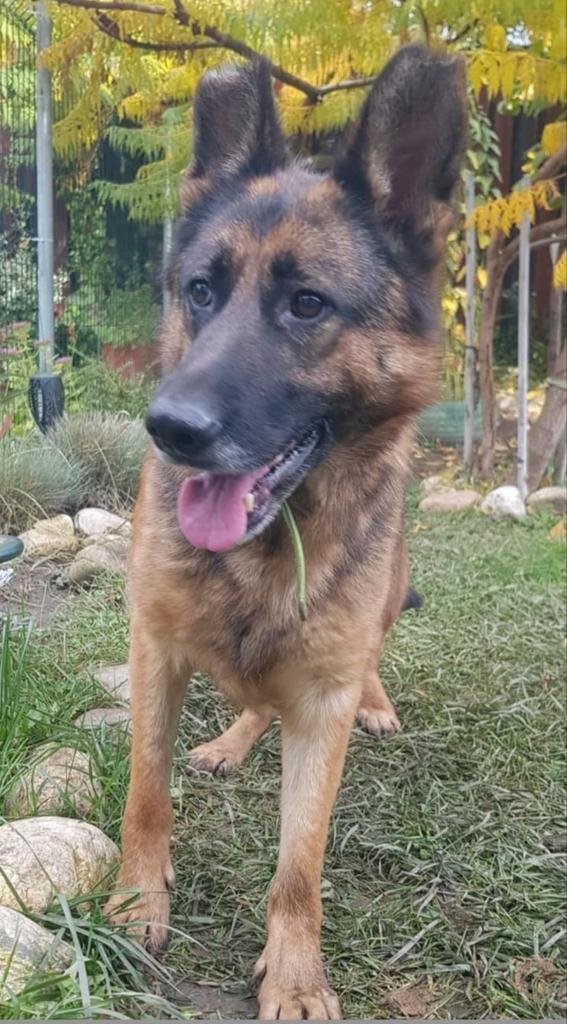 Dora zoekt baasje, Dieren en Toebehoren, Honden | Herdershonden en Veedrijvers, Teef, Herder, Particulier, Eén hond, Buitenland