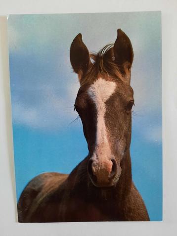paard paarden kaart Poppverlag beschikbaar voor biedingen