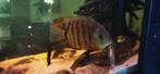 Severum Red Tiger Cichlide 30+cm, Vis, Zoetwatervis