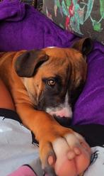 Griselda- lief, zacht,speels knuffelbeertje zoekt basje, Dieren en Toebehoren, Honden | Bulldogs, Pinschers en Molossers, Rabiës (hondsdolheid)