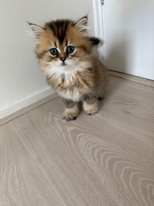 Britse langhaar kittens 2 mannetjes/katertjes, Dieren en Toebehoren, Katten en Kittens | Raskatten | Langhaar, Kater, 0 tot 2 jaar