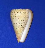 schelpen, Conus betulinus, Verzamelen, Mineralen en Fossielen, Ophalen of Verzenden, Schelp(en)