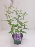 Vlinderstruiken (buddleja), Vaste plant, Halfschaduw, Zomer, Ophalen