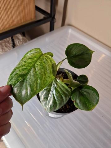 Philodendron Sodiroi Variegata  beschikbaar voor biedingen