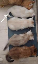 Britse korthaar kittens. Laatste poesje beschikbaar., Dieren en Toebehoren, Meerdere dieren, Ontwormd