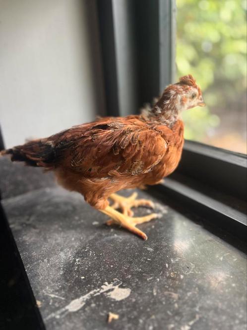 Koppel kippen, Dieren en Toebehoren, Pluimvee, Kip, Vrouwelijk