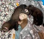 Prachtig nestje tamme jonge fretten kits, Augustus, Meerdere dieren