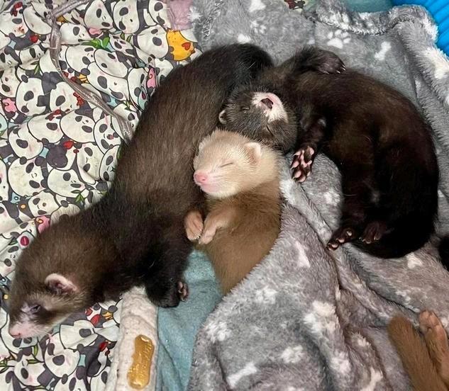 Prachtig nestje tamme jonge fretten kits, Dieren en Toebehoren, Overige Dieren, Meerdere dieren, Augustus