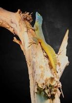 Anolis Ferreus nakweek, Dieren en Toebehoren, Reptielen en Amfibieën, Hagedis, 0 tot 2 jaar