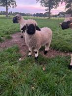 Te koop mak/lief Walliser Schwarznase ram, Dieren en Toebehoren, Mannelijk, Schaap